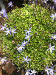 Isotoma Fairey Carpet - Champion Plants