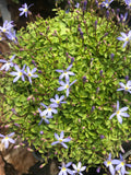 Isotoma Fairey Carpet - Champion Plants