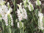 Lavandula Devon Compact White - Champion Plants