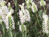 Lavandula Devon Compact White - Champion Plants