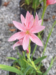 Hesperantha coccinea 'Mollie Gould' - Champion Plants