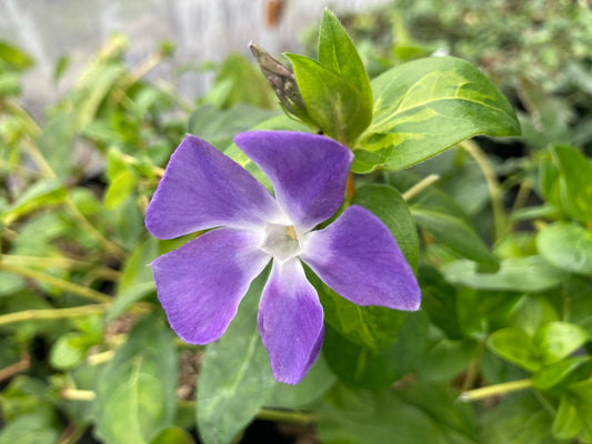 Vinca major Maculata - Champion Plants