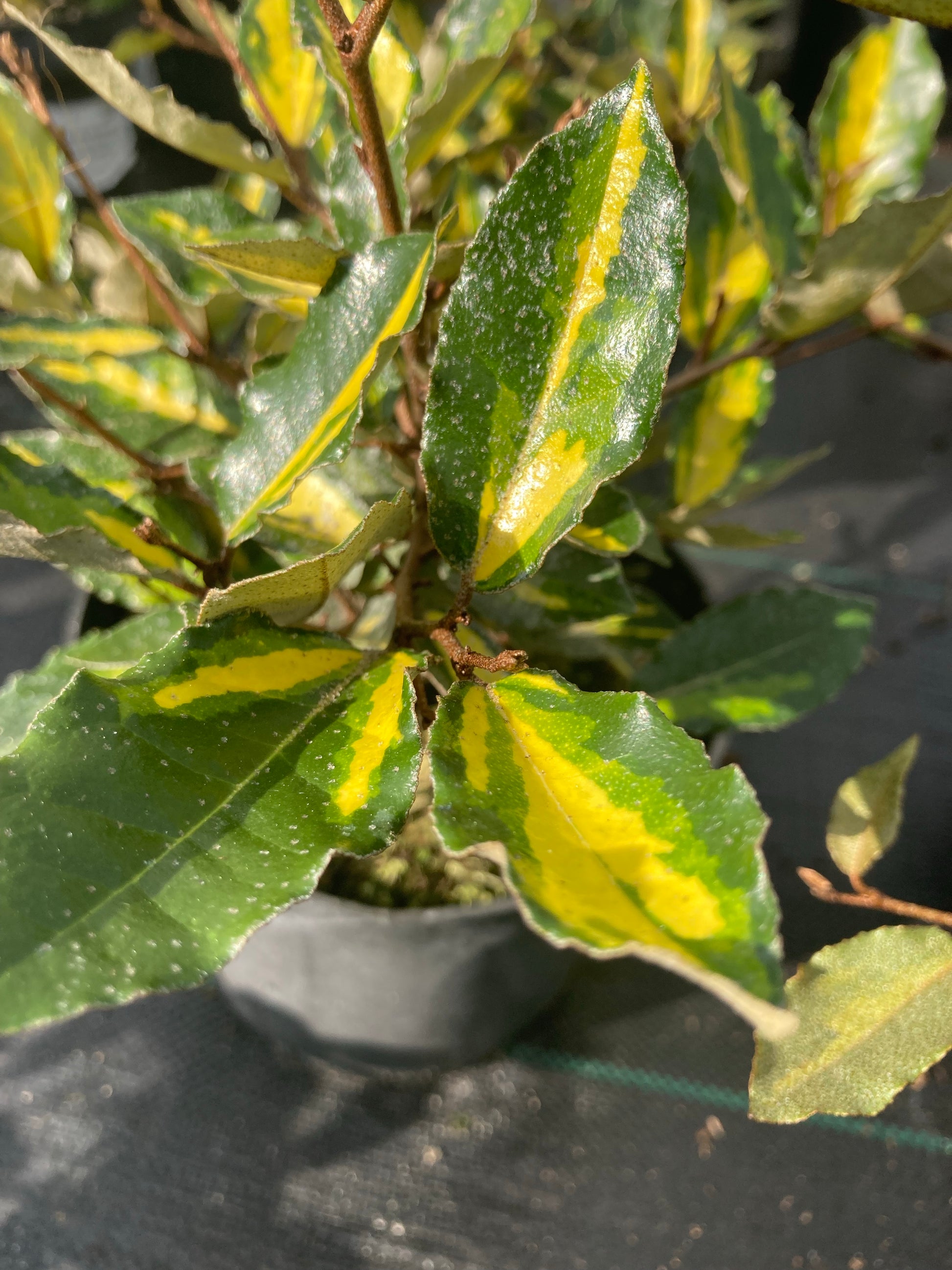 Elaeagnus x pungens 'Maculata' - Champion Plants
