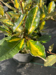 Elaeagnus x pungens 'Maculata' - Champion Plants