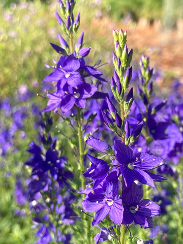 Veronica austriaca subsp. teucrium 'Crater Lake Blue' - AGM - Champion Plants