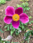 Anemone × hybrida 'Splendens' - Champion Plants
