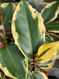 Elaeagnus x ebbingei Gilt Edge - Champion Plants