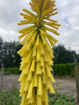Kniphofia Dorset Sentry - Champion Plants