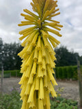 Kniphofia Dorset Sentry - Champion Plants