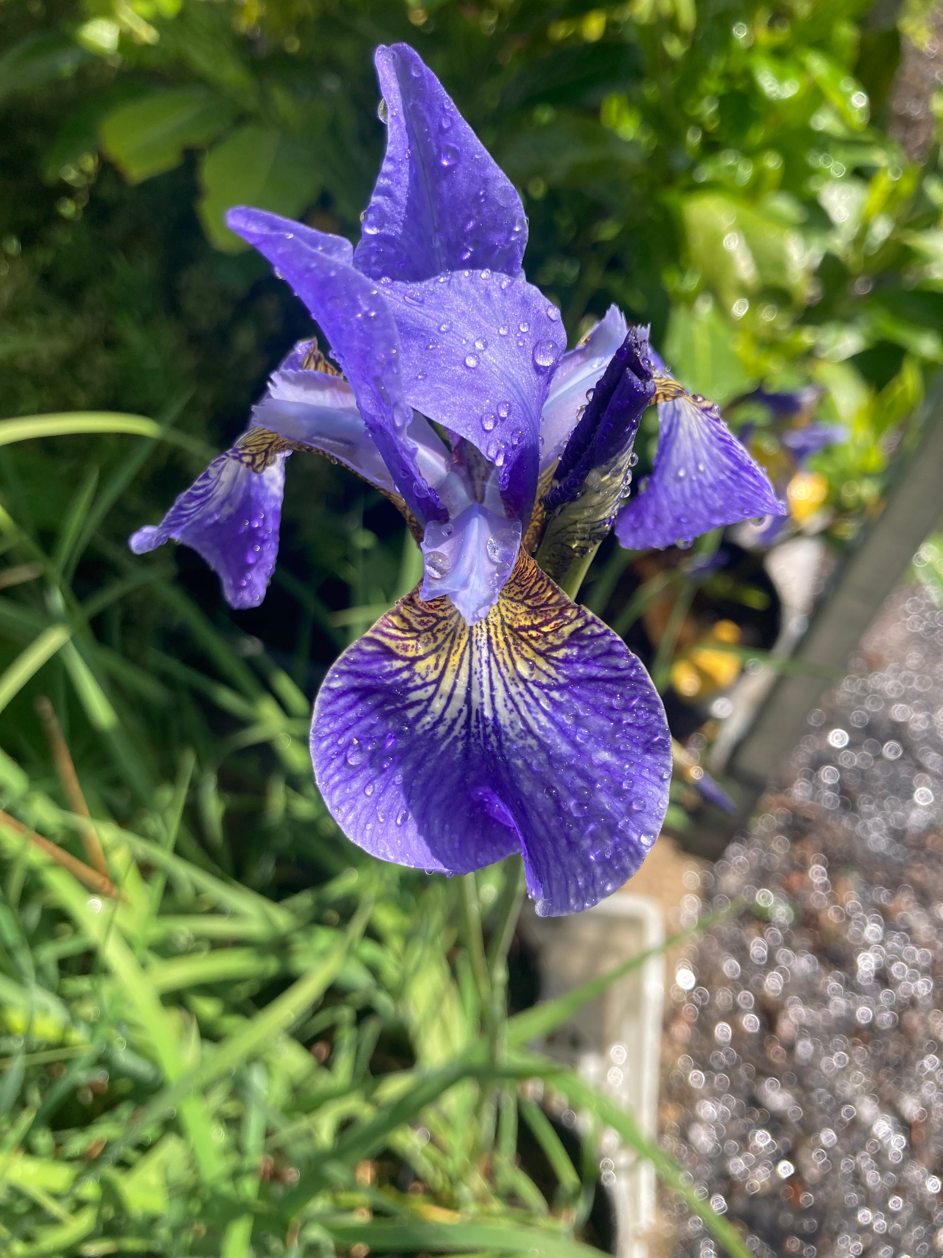 Iris sibirica Papillon - Champion Plants