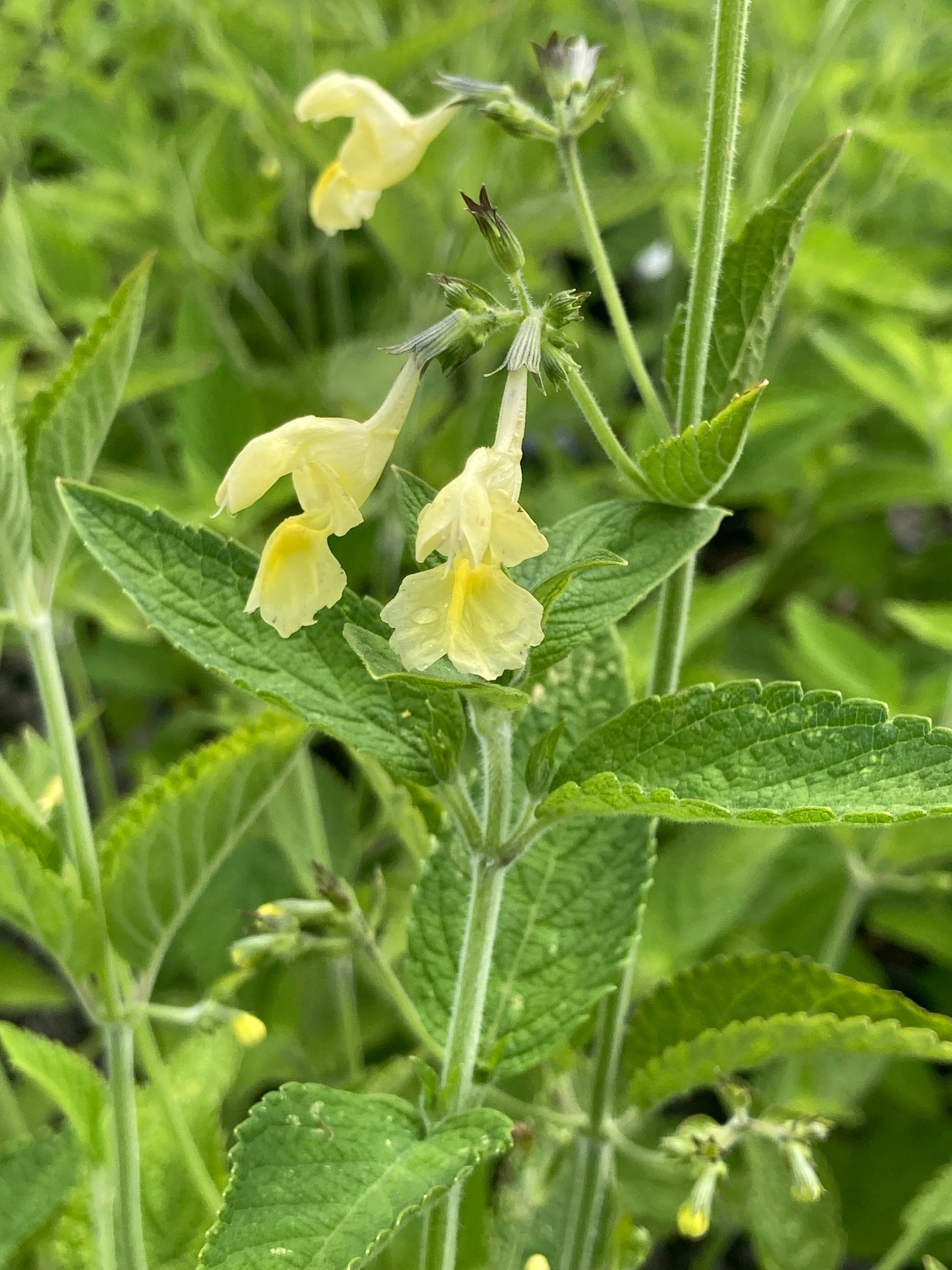 Nepeta govaniana - Champion Plants