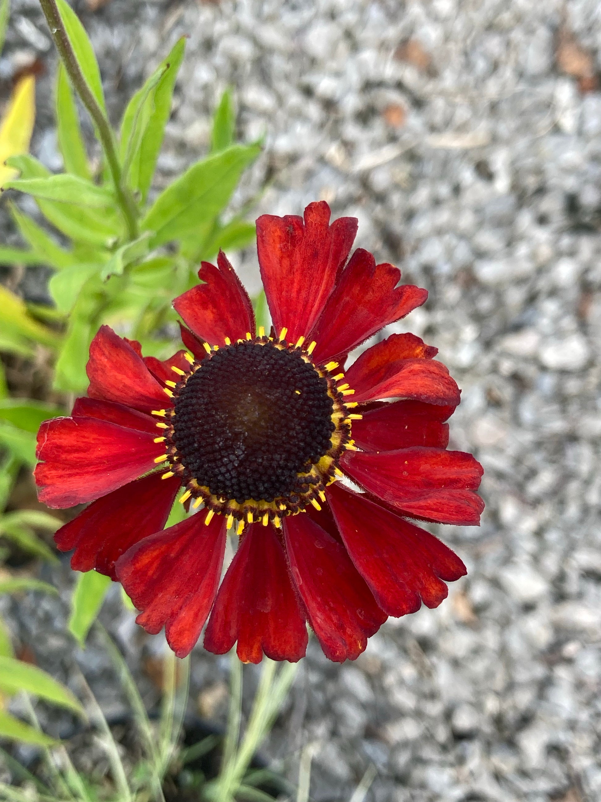 Helenium Red Army - Champion Plants