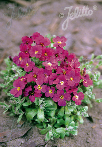 Aubrieta Royal Red - Champion Plants
