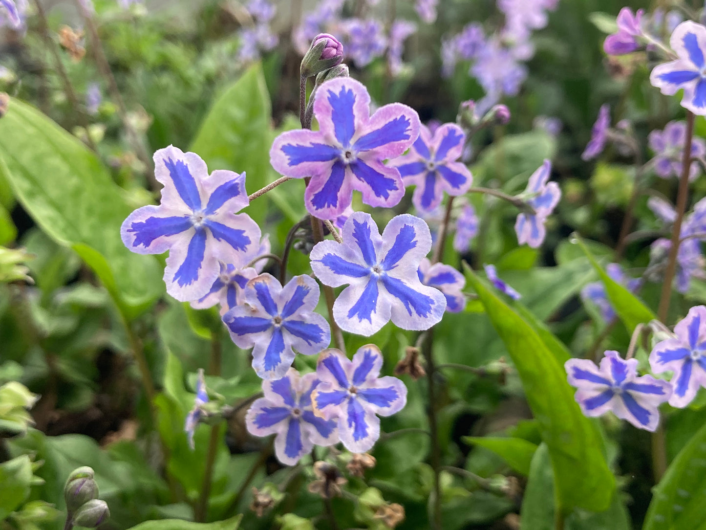 Omphalodes cappadocica Starry Eyes - Champion Plants