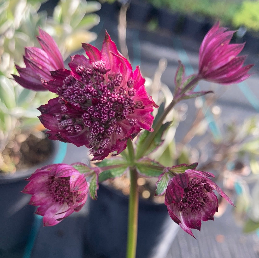 Astrantia Gill Richardson Group - Champion Plants