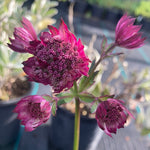 Astrantia Gill Richardson Group - Champion Plants