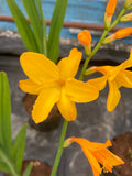 Crocosmia Lambrook Gold - Champion Plants