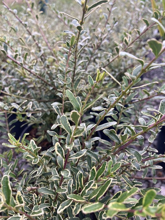 Lonicera nitida Silver Beauty - Champion Plants