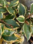 Elaeagnus x ebbingei Gilt Edge - Champion Plants