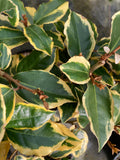 Elaeagnus x ebbingei Gilt Edge - Champion Plants