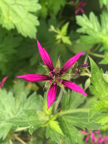 Geranium Catherine Deneuve - Champion Plants