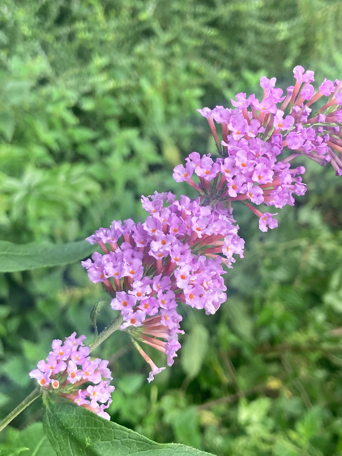 Buddleja (Buddleia) davidii Fortune - Champion Plants