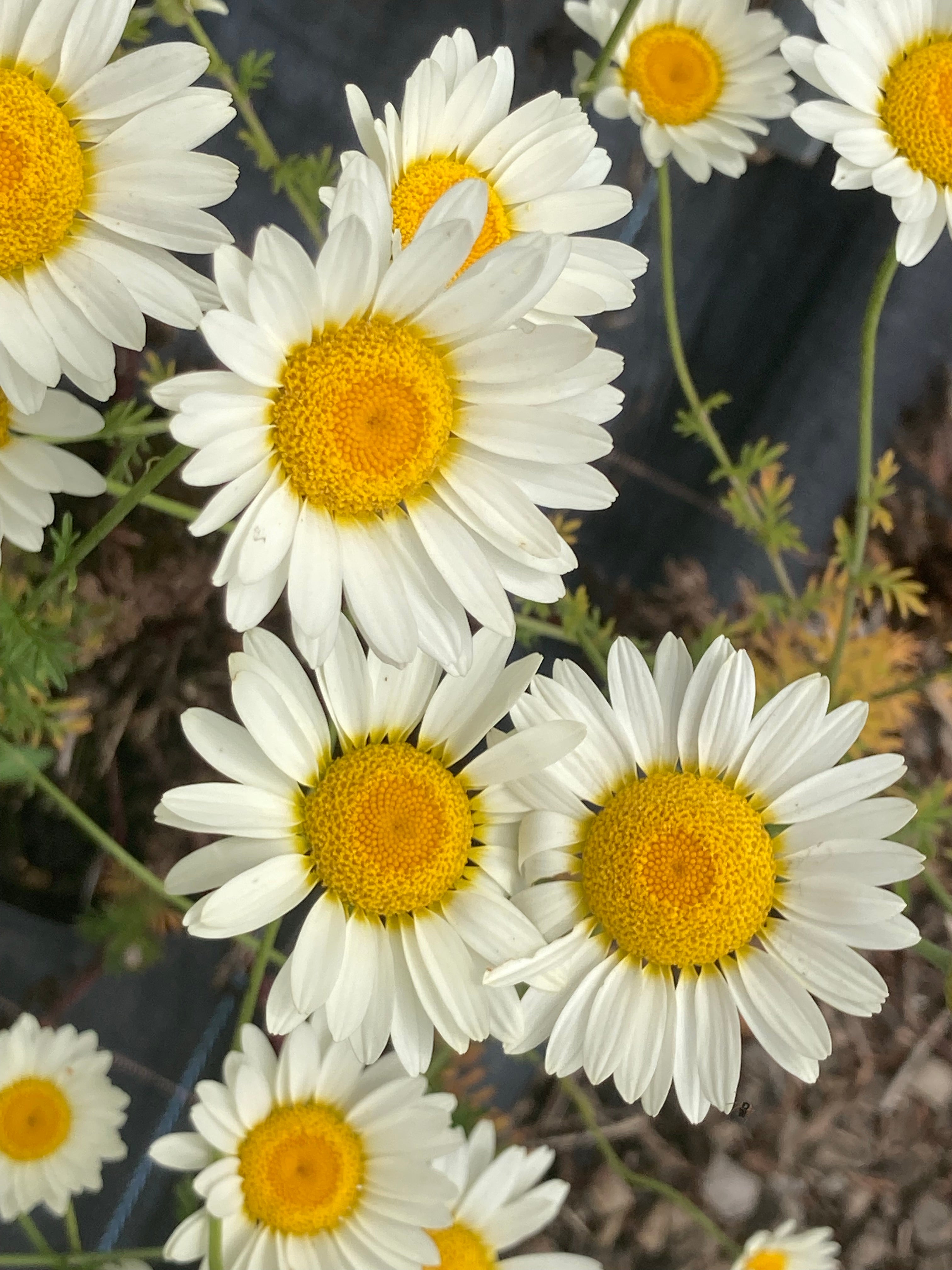 Anthemis tinctoria 'Sauce Hollandaise' – Champion Plants Anthemis tinctoria 'Sauce Hollandaise' – Champion Plants