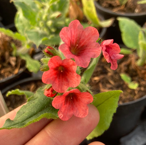 Pulmonaria Bowles Red - Champion Plants