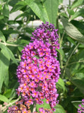Buddleja (Buddleia) x weyeriana Bicolor (Flower Power) - Champion Plants