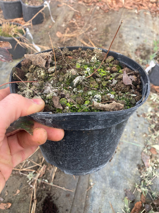 Epimedium Rubrum - Champion Plants