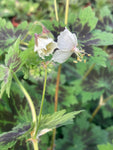 Geranium phaeum Misty Samobor - Champion Plants