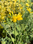 Coronilla glauca - Champion Plants