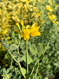 Coronilla glauca - Champion Plants