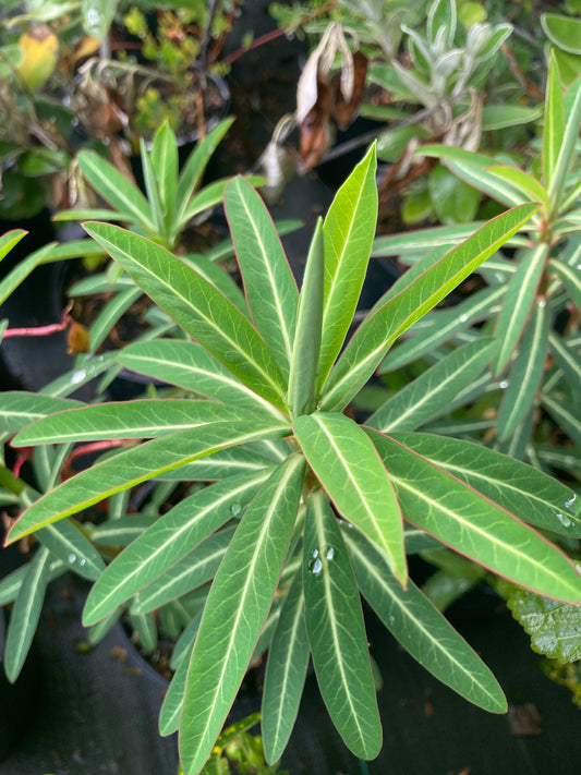 Euphorbia sikkimensis- AGM - Champion Plants