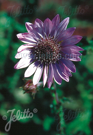 Berkheya Zulu Warrior - Champion Plants