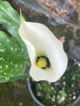 Zantedeschia albomaculata (Arum Lily Calla Lily) - Champion Plants