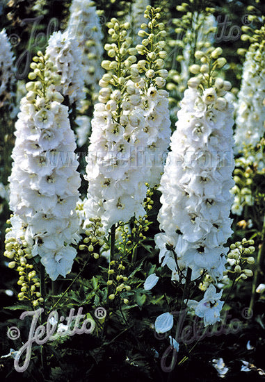 Delphinium Pacific Giants Galahad - Champion Plants