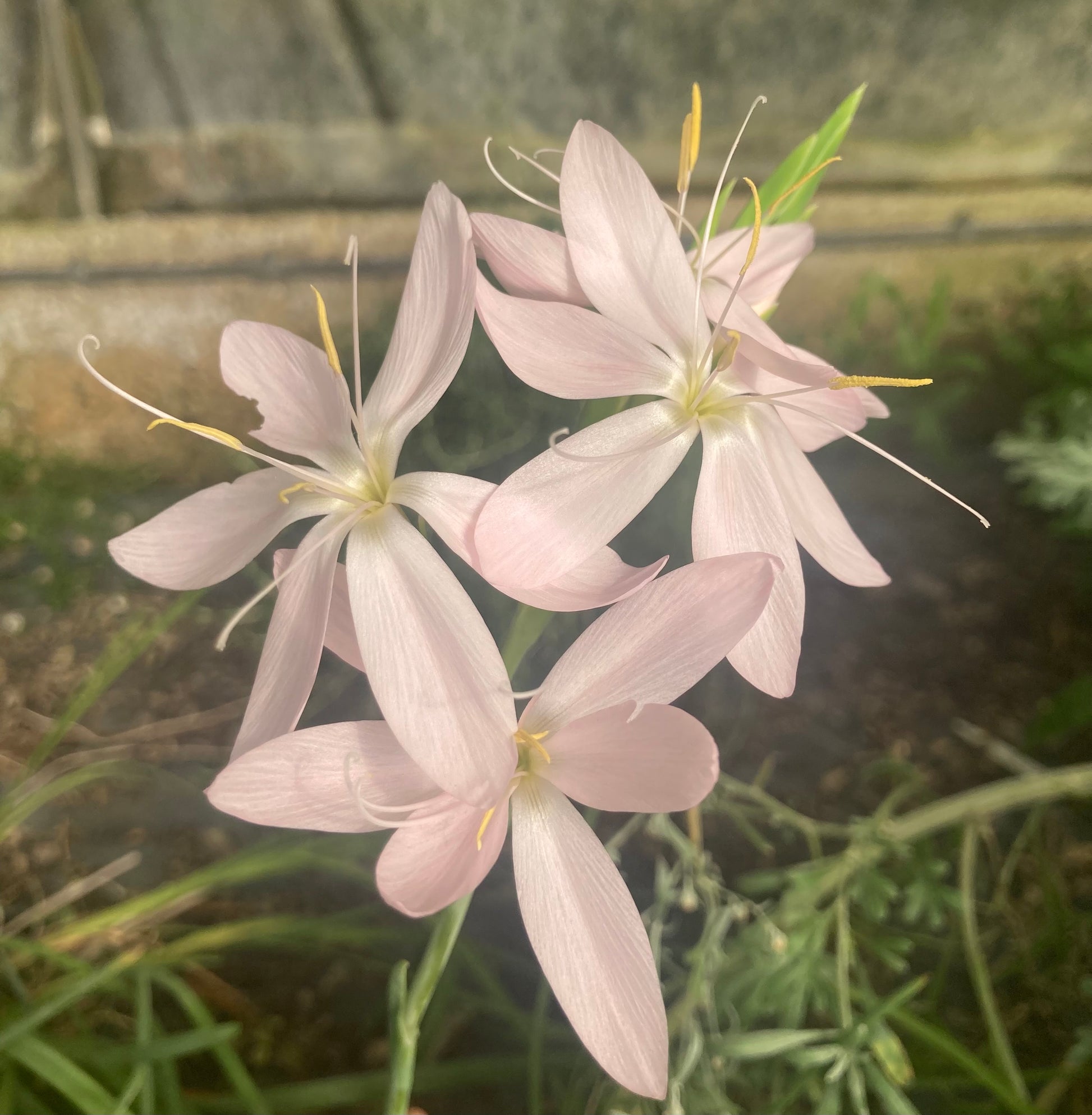 Hesperantha coccinea 'Pink Princess' - AGM - Champion Plants