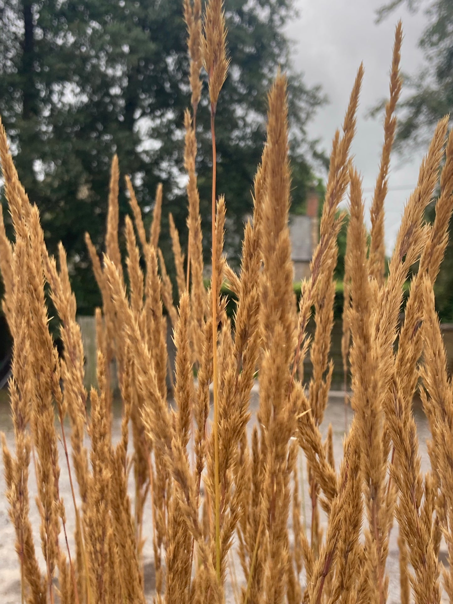 Calamagrostis × acutiflora 'Karl Foerster' - AGM - Champion Plants