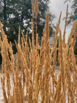Calamagrostis × acutiflora 'Karl Foerster' - AGM - Champion Plants