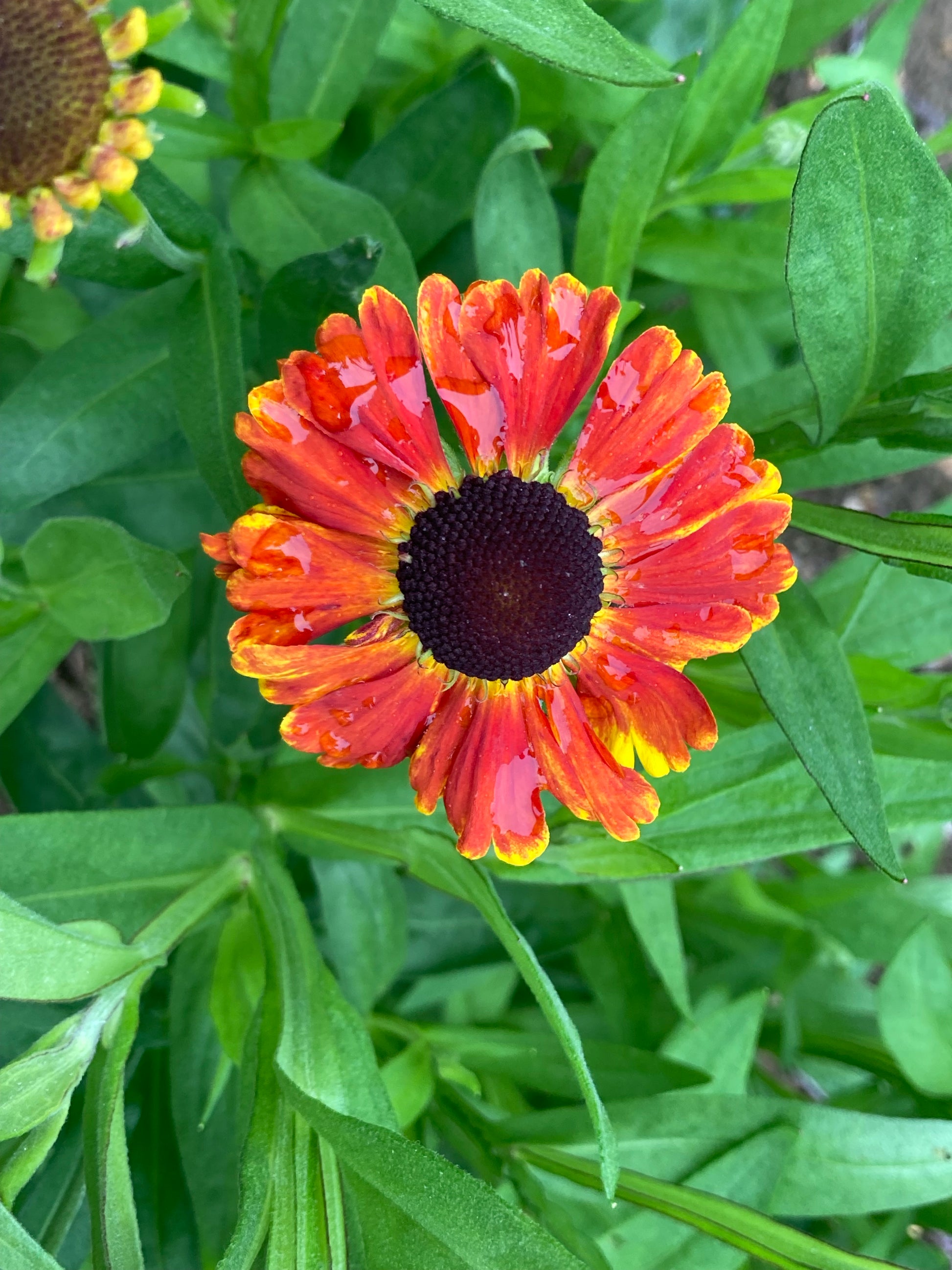 Helenium Sahin's Early Flowerer - AGM - Champion Plants