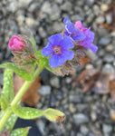 Pulmonaria Trevi Fountain - Champion Plants