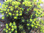 Euphorbia cyparissias Fens Ruby - Champion Plants