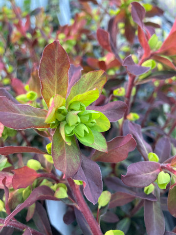 Euphorbia amy. Purpurea - Champion Plants