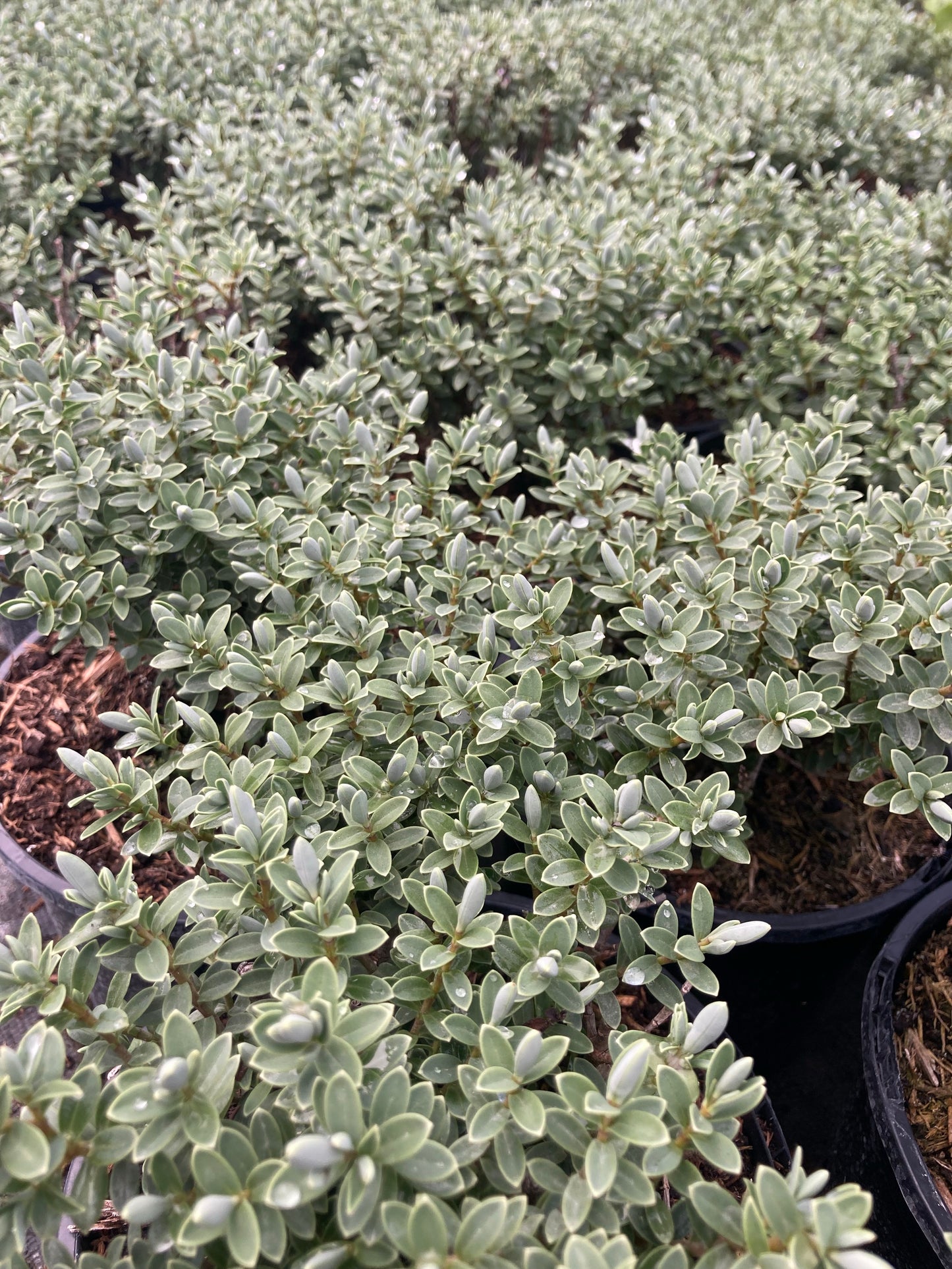 Hebe topiaria - AGM - Champion Plants