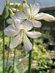 Agapanthus Silver Baby - Champion Plants