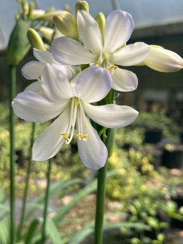 Agapanthus Silver Baby - Champion Plants