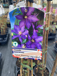 Clematis Daniel Deronda - AGM - Champion Plants