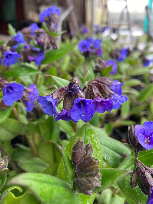 Pulmonaria Blue Ensign AGM - Champion Plants