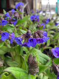Pulmonaria Blue Ensign